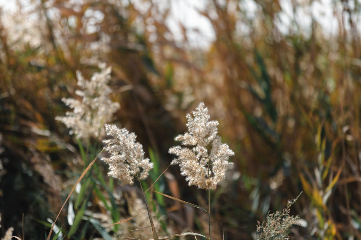 Native Plants in the UAE